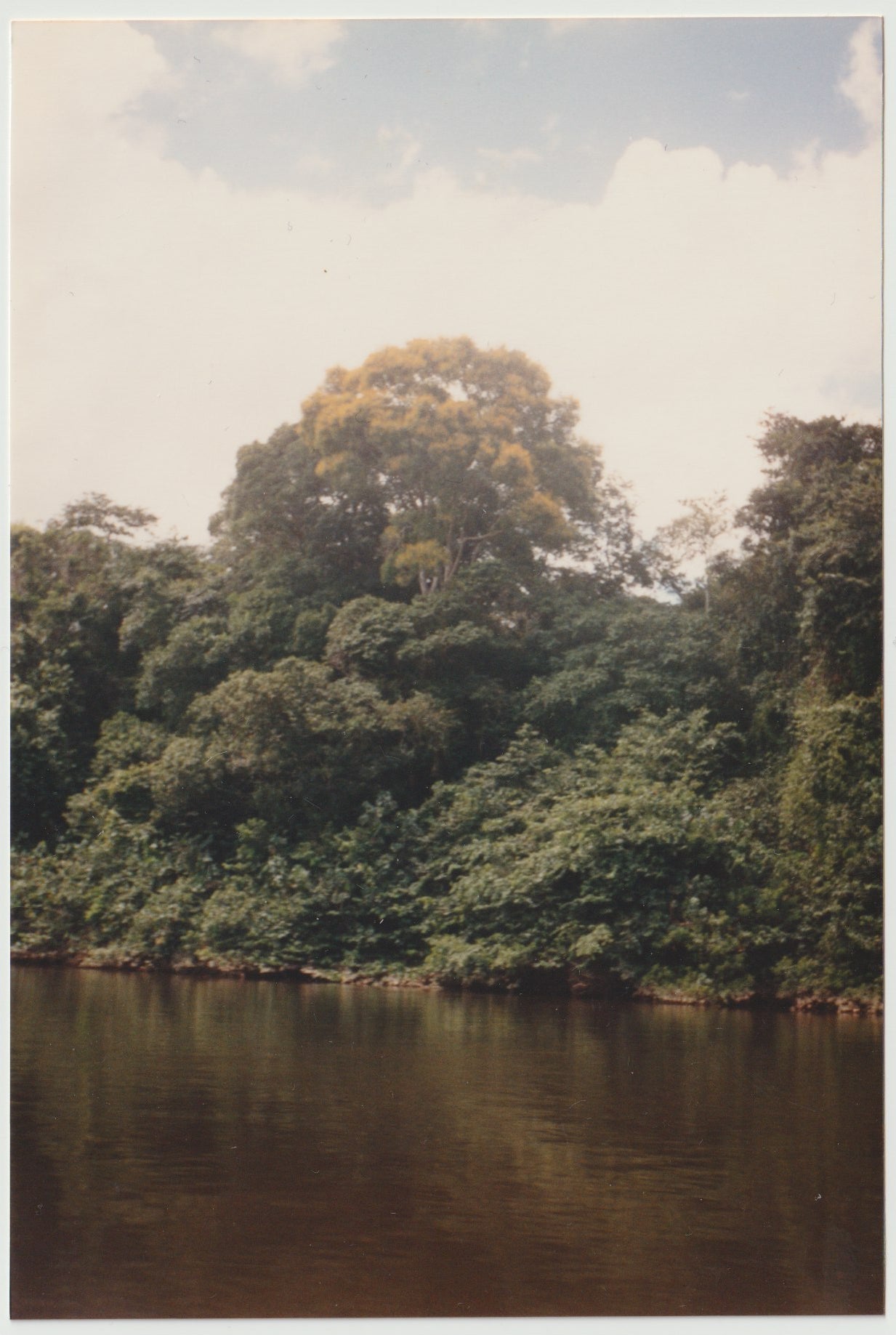 Tree in jungle