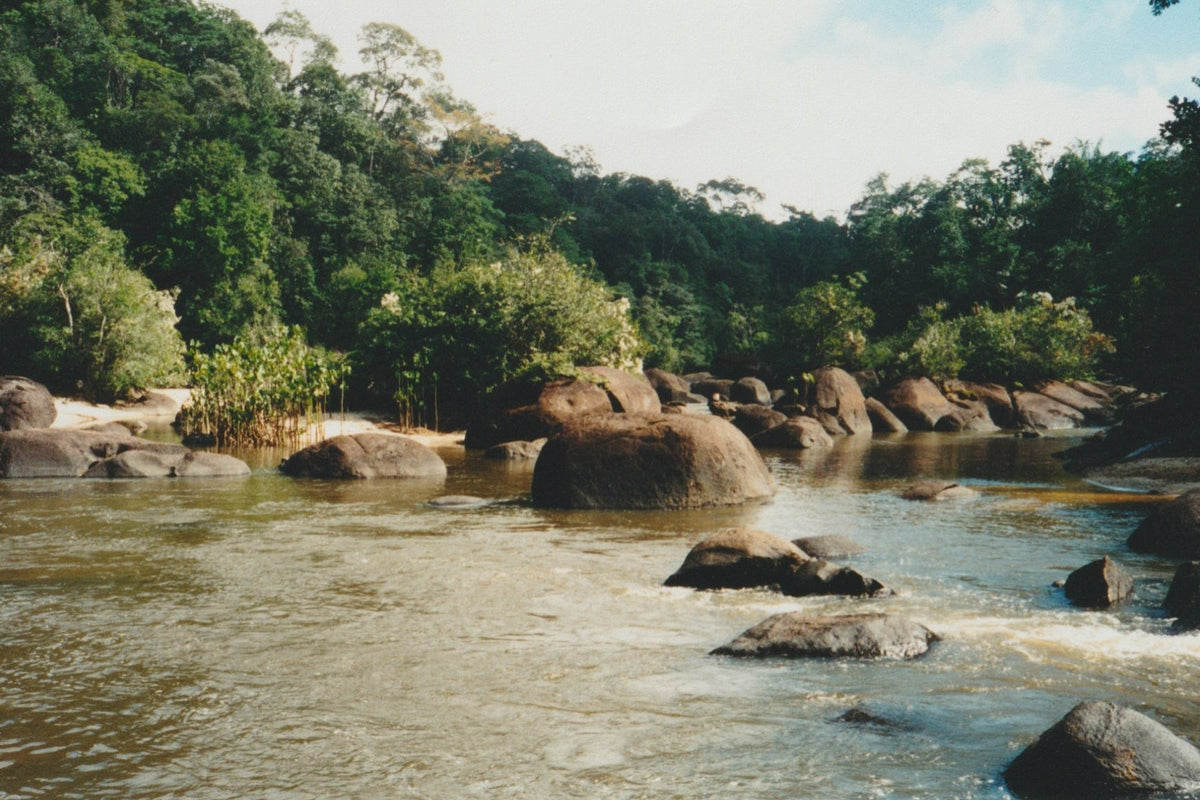 River with large rocks and surrounded by dense greenery